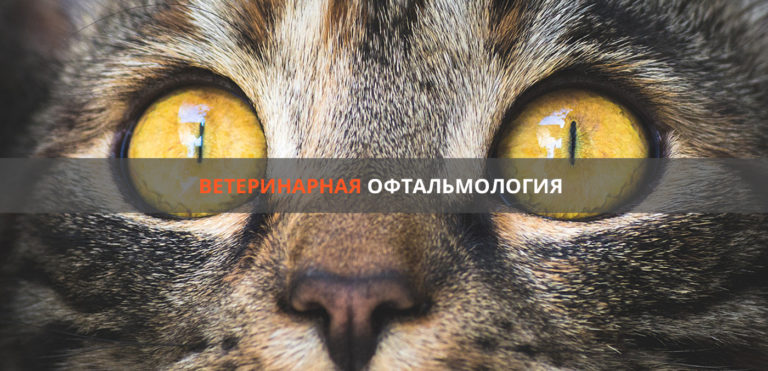 Кейс по SEO ветеринарной офтальмологии